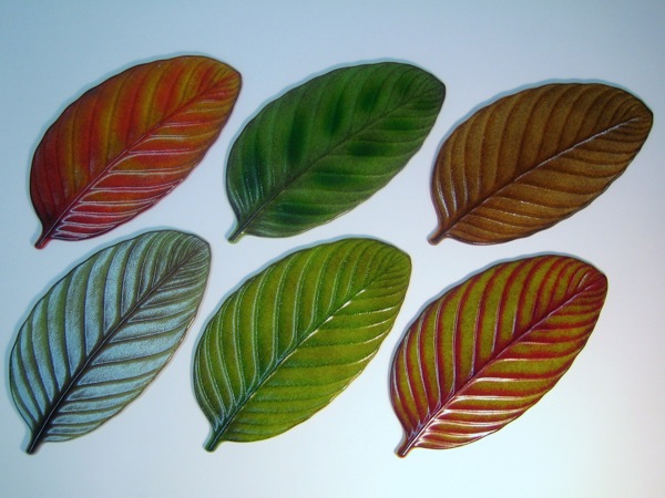 Rain Forest Leaf Variations